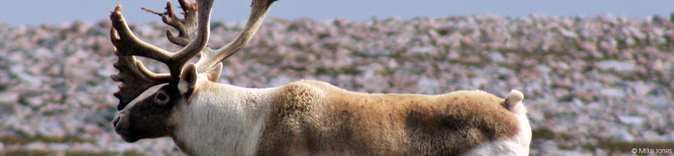 Canada's Boreal Forest: Caribou