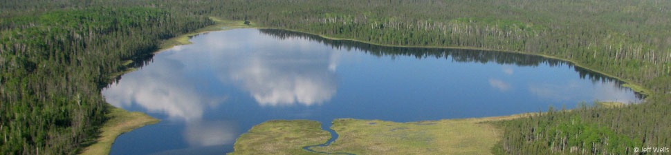 Canada's Boreal Forest: Ontario